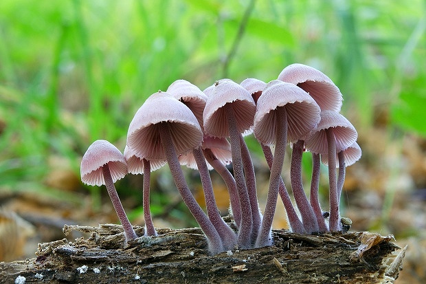 prilbička krvavomliečna Mycena haematopus (Pers.) P. Kumm.