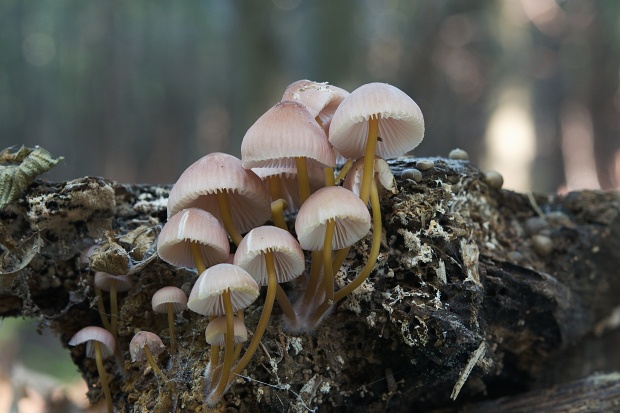 prilbička žltohlúbiková Mycena renati Quél.