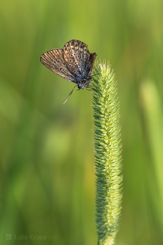 modráčik čiernoobrúbený Plebejus argus Linnaeus, 1758