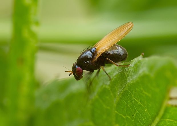 tieňovka Sapromyza hyalinata