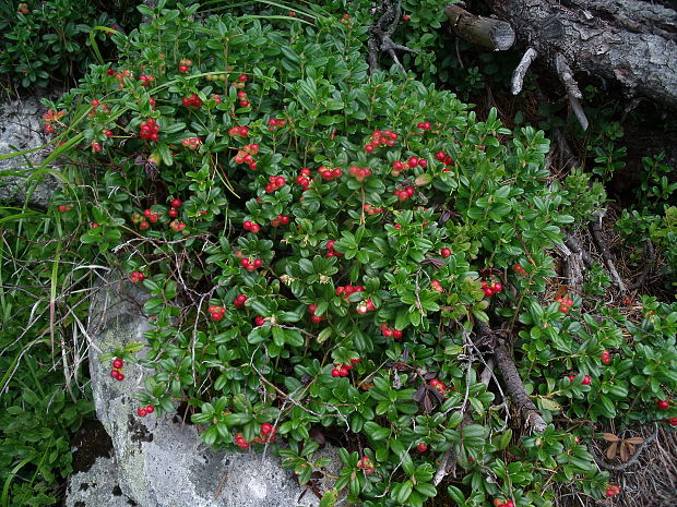 brusnica pravá Vaccinium vitis-idaea L.