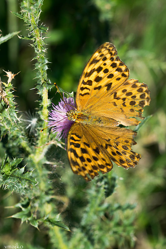 motyl