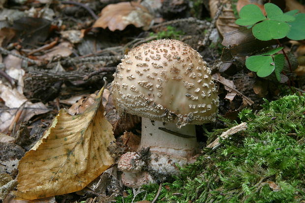 muchotrávka červenkastá Amanita rubescens Pers.