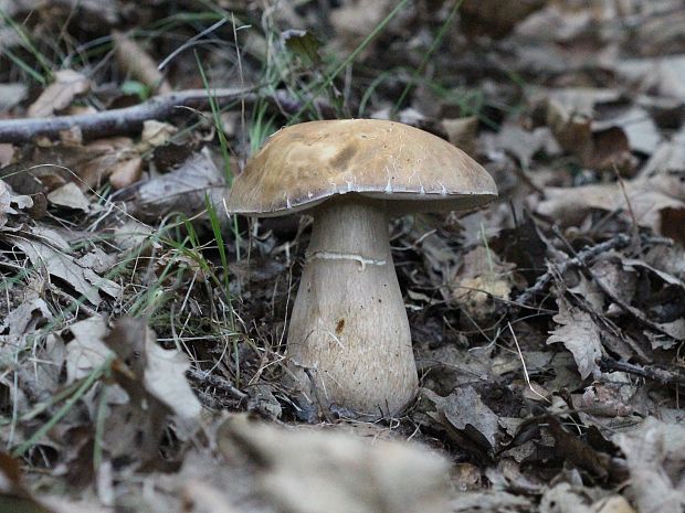 hríb bronzový Boletus aereus Bull. ex Fr.