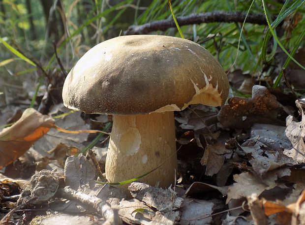 hríb bronzový Boletus aereus Bull. ex Fr.