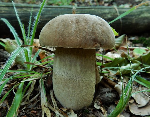 hríb dubový Boletus reticulatus Schaeff.