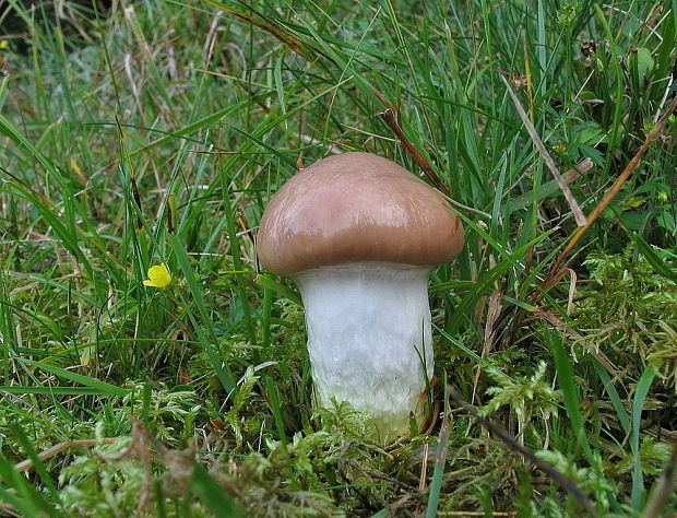 sliziak mazľavý Gomphidius glutinosus (Schaeff.) Fr.