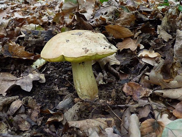 hríb plavý Hemileccinum impolitum (Fr.) Šutara