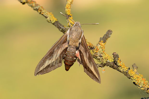 lišaj lipkavcový Hyles gallii