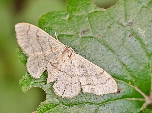 piadica kručinková Idaea aversata var.remutata