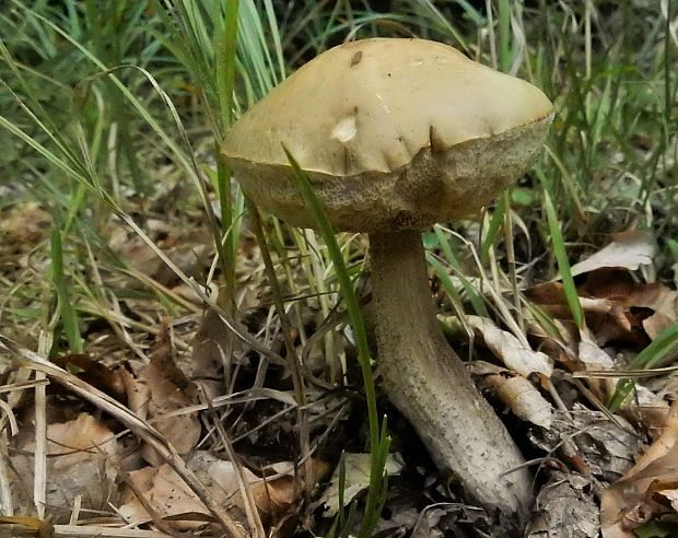 kozák Leccinum sp.