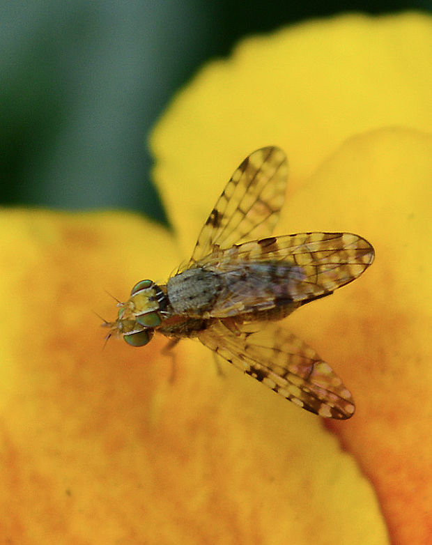 vrtivka Paroxyna bidentis   (Tephritidae)