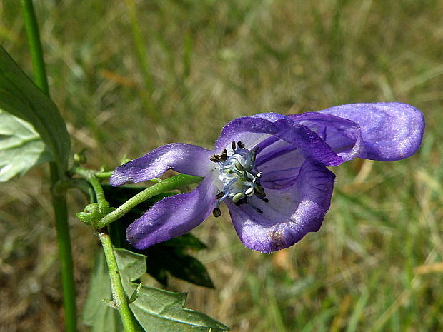 prilbica pestrá Aconitum variegatum L.