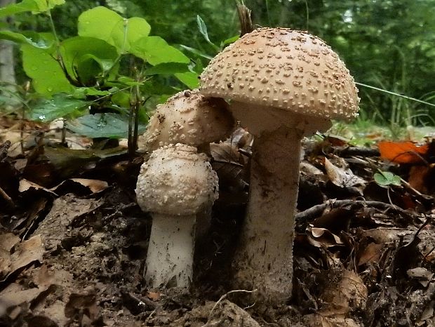 muchotrávka červenkastá Amanita rubescens Pers.