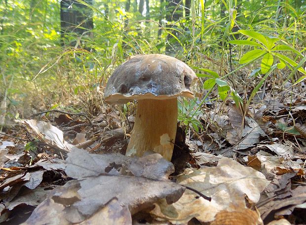 hríb bronzový Boletus aereus Bull. ex Fr.