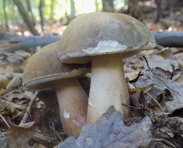 hríb bronzový Boletus aereus Bull. ex Fr.