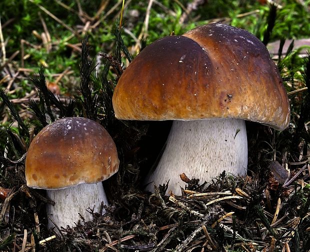 hríb smrekový Boletus edulis Bull.