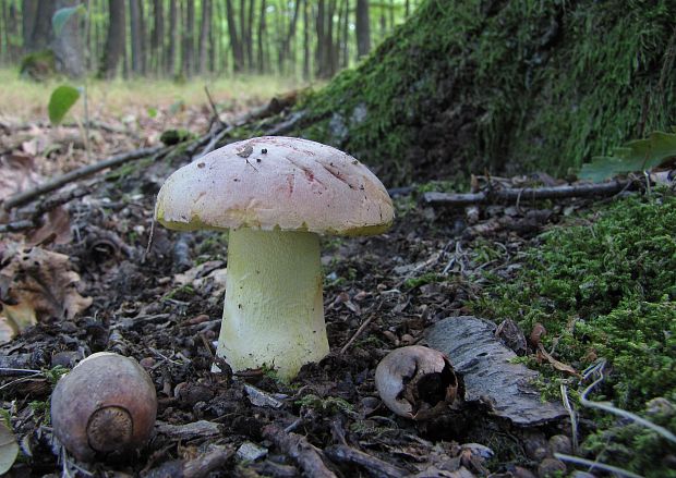 hríb kráľovský Butyriboletus regius (Krombh.) D. Arora & J.L. Frank