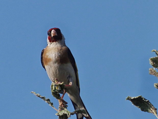 stehlík pestrý   /   stehlík obecný Carduelis carduelis Linnaeus, 1758