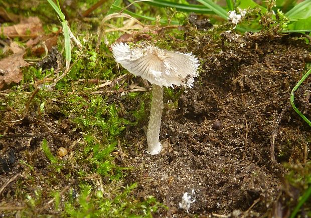 hnojník chlpatý Coprinopsis cf.lagopus (Fr.) Redhead, Vilgalys & Moncalvo