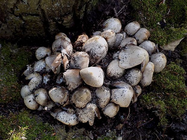 hnojník Coprinus sp.