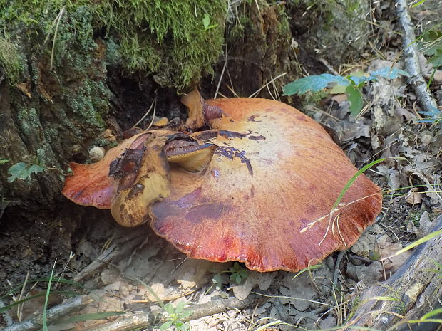 pečeňovec dubový Fistulina hepatica (Schaeff.) With.