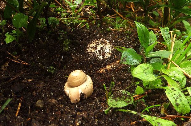 hviezdovka strapkatá Geastrum fimbriatum Fr.