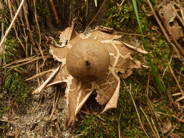 hviezdovka červenkastá Geastrum rufescens Pers.