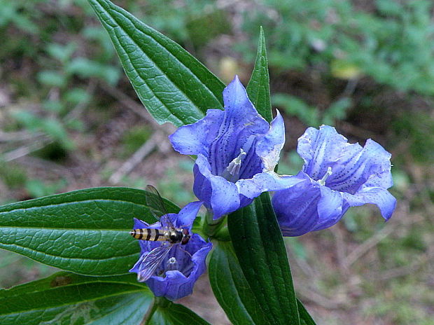 horec luskáčovitý Gentiana asclepiadea L.