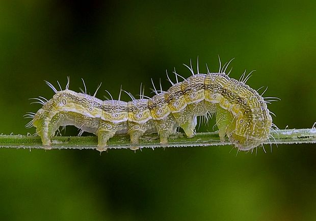 sivkavec blenový Heliothis peltigera Denis & Schiffermüller,