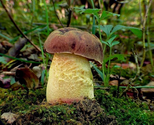 hríb jamkatý Hemileccinum depilatum (Redeuilh) Šutara