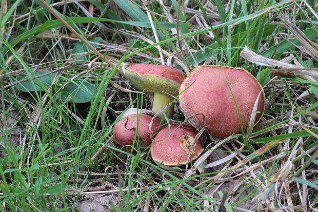 suchohríb karmínový Hortiboletus rubellus (Krombh.) Simonini, Vizzini & Gelardi