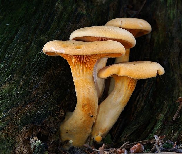 líška oranžová Hygrophoropsis aurantiaca (Wulfen) Maire