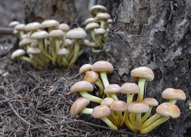 strapcovka zväzkovitá Hypholoma fasciculare (Huds.) P. Kumm.