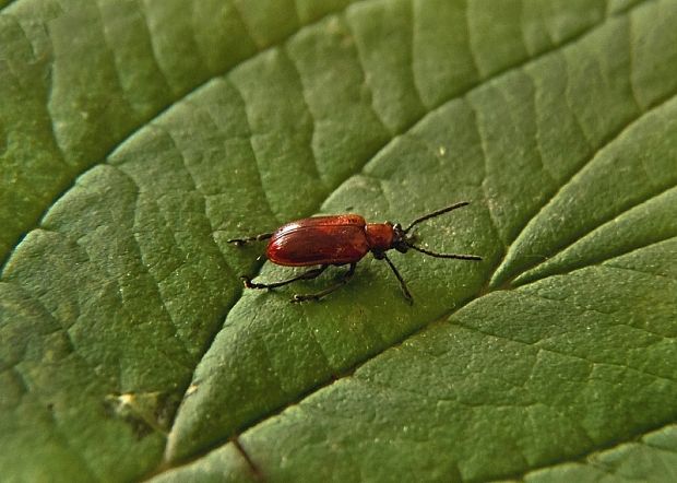 ľaliovník obyčajný   /   Chřestovníček liliový Lilioceris lilii