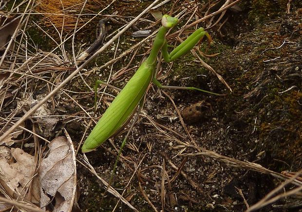 modlivka zelená Mantis religiosa