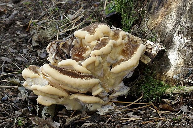 vejárovec obrovský Meripilus giganteus (Pers.) P. Karst.