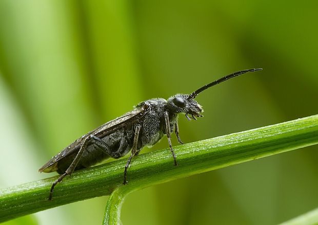 piliarka kokoríková Phymatocera cf.aterrima