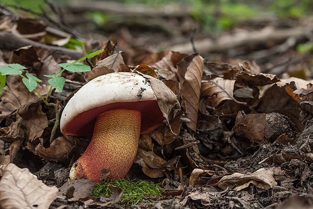 hríb purpurový Rubroboletus rhodoxanthus Kuan Zhao &amp; Zhu L. Yang