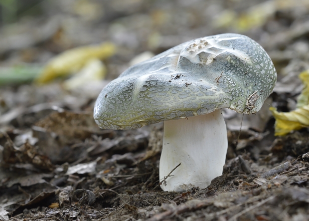 plávka zelenkastá Russula virescens (Schaeff.) Fr.