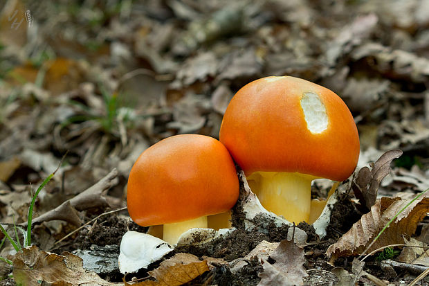 muchotrávka cisárska Amanita caesarea (Scop.) Pers.