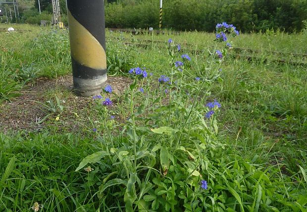 smohla lekárska Anchusa officinalis L.