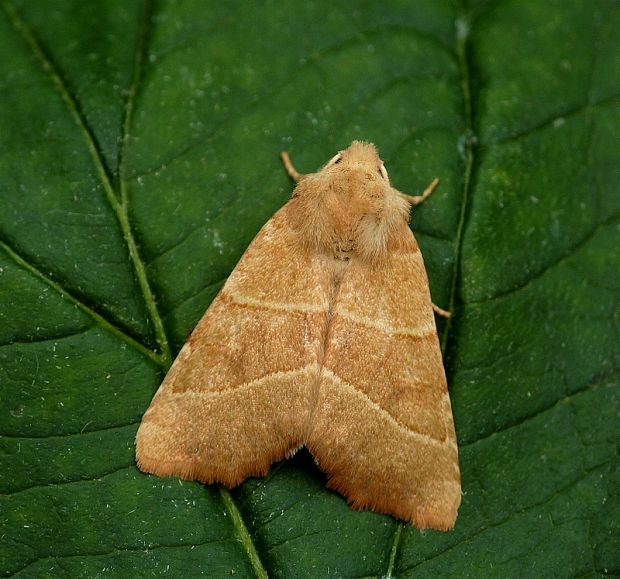 mora jaseňová Atethmia centrago