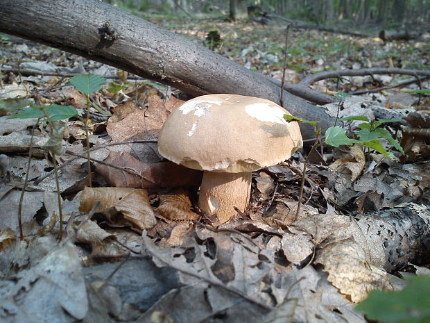 hríb dubový Boletus reticulatus Schaeff.