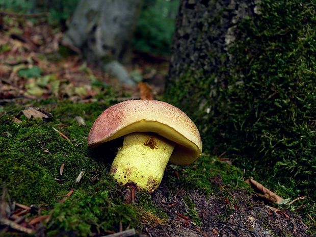 hríb kráľovský Butyriboletus regius (Krombh.) D. Arora & J.L. Frank