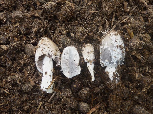 hnojník chlpatý Coprinopsis lagopus? (Fr.) Redhead, Vilgalys & Moncalvo