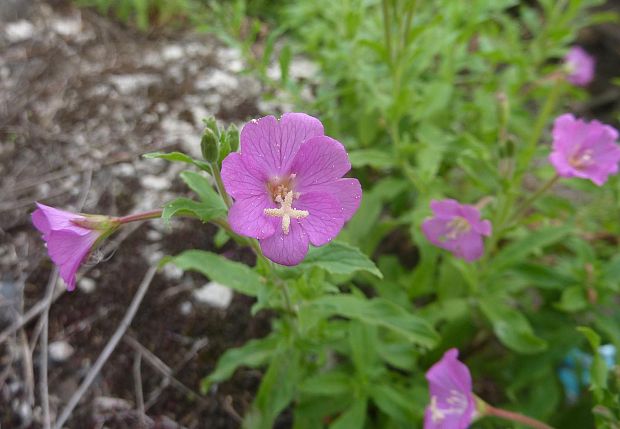 vŕbovka chlpatá Epilobium hirsutum L.