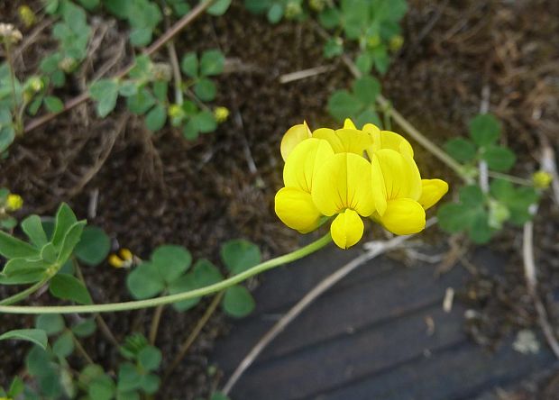 ľadenec rožkatý Lotus corniculatus L.