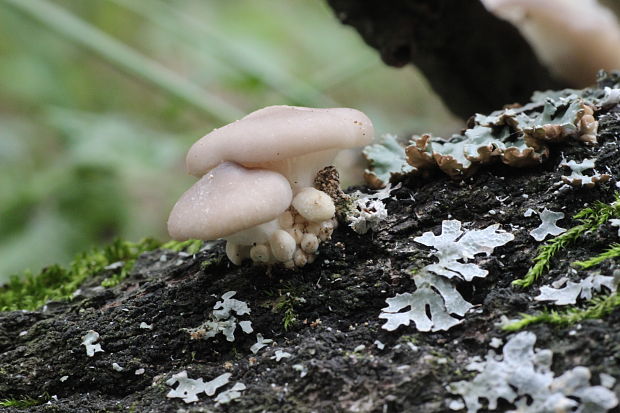 hliva buková Pleurotus pulmonarius (Fr.) Quél.