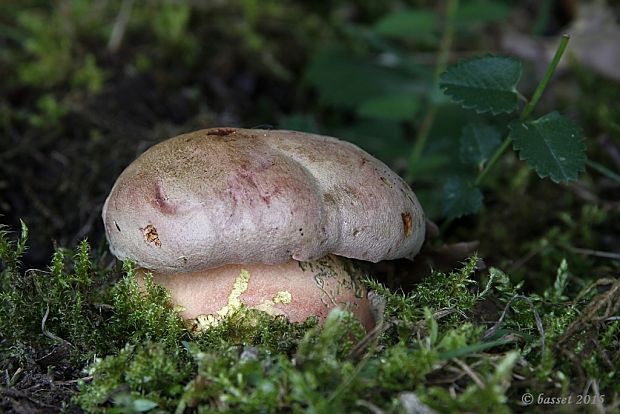 hríb Le Galovej Rubroboletus legaliae (Pilát & Dermek) Della Maggiora & Trassin.